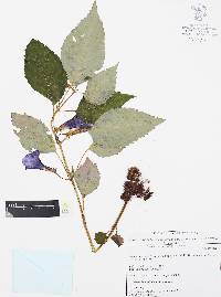 Achimenes grandiflora image