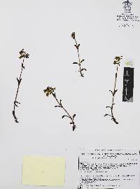 Halenia plantaginea image