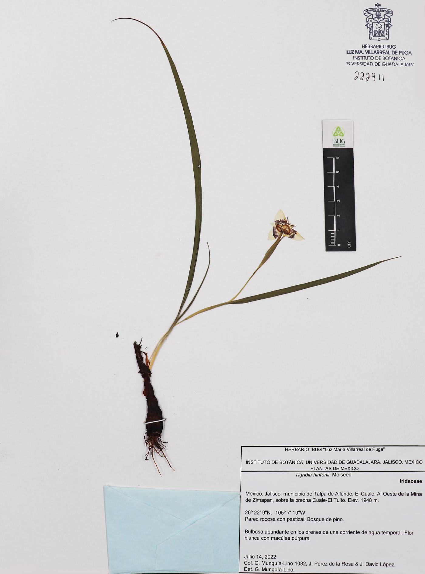 Tigridia hintonii image