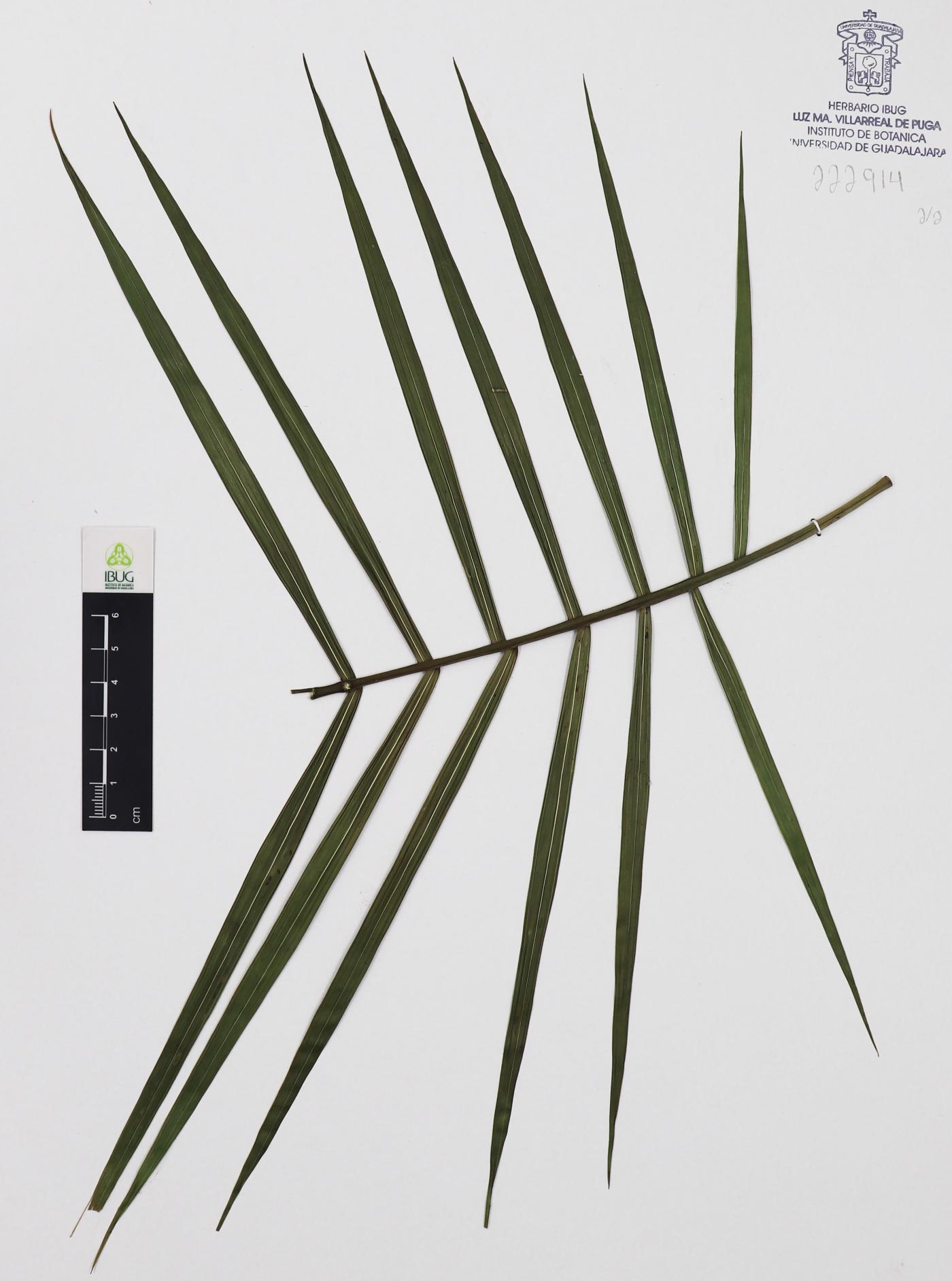 Chamaedorea radicalis image