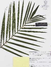 Chamaedorea radicalis image