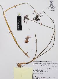 Allium kunthii image