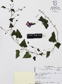 Maurandella antirrhiniflora image