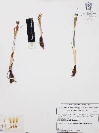 Tigridia durangense image