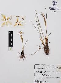 Tigridia durangense image