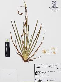 Orthrosanthus chimboracensis image