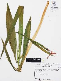 Tigridia orthantha image