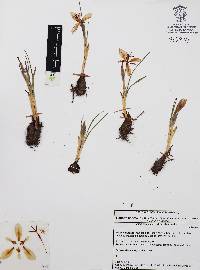 Tigridia durangense image
