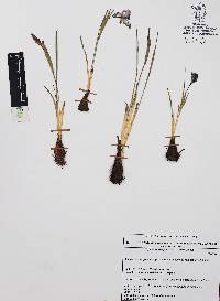 Tigridia durangense image