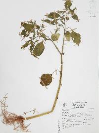 Physalis angulata image