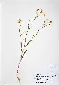 Crepis tectorum image