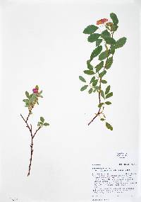 Rosa woodsii image