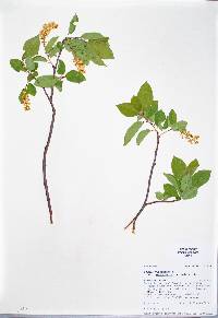 Prunus virginiana var. melanocarpa image