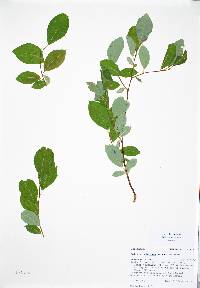 Salix scouleriana image