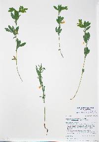 Lathyrus lanszwertii image