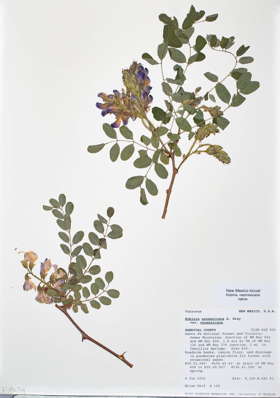 Robinia neomexicana var. neomexicana image