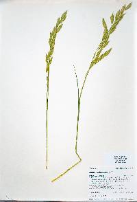 Bromus catharticus image