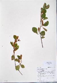 Betula occidentalis image