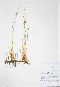 Juncus arcticus image