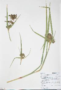 Scirpus microcarpus image