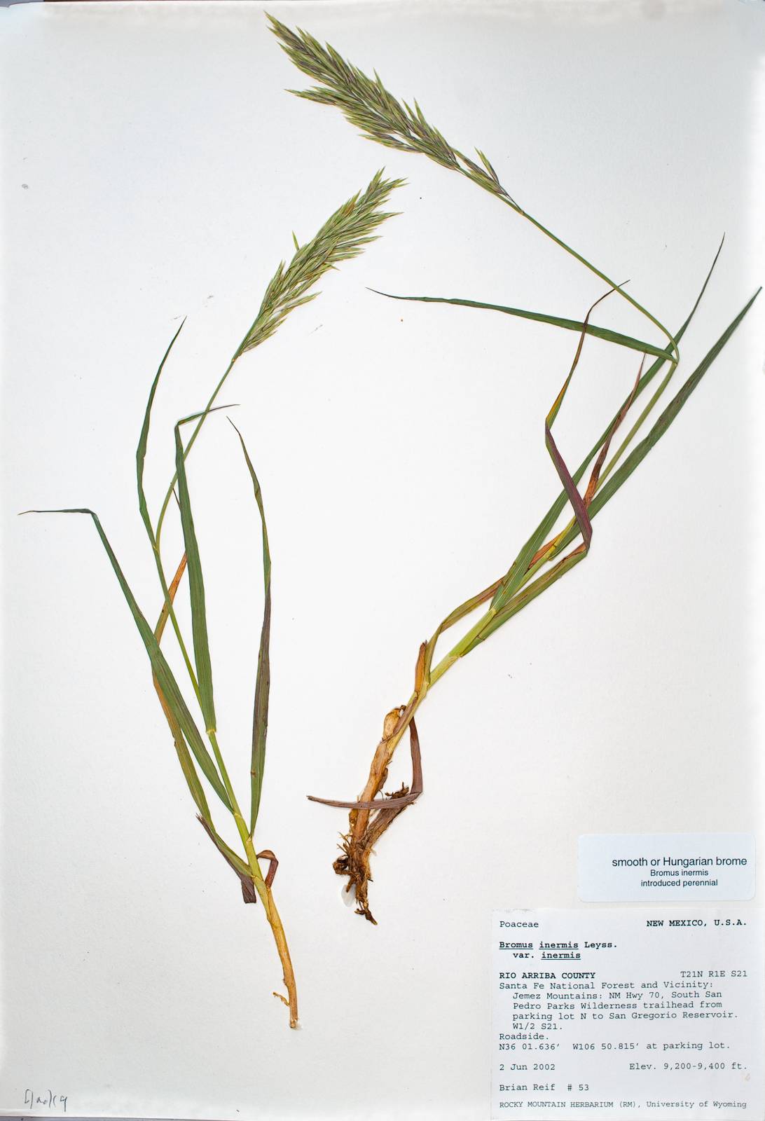 Bromus inermis var. inermis image