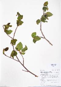 Alnus incana subsp. tenuifolia image