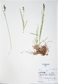 Carex bella image