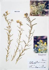 Lithospermum multiflorum image