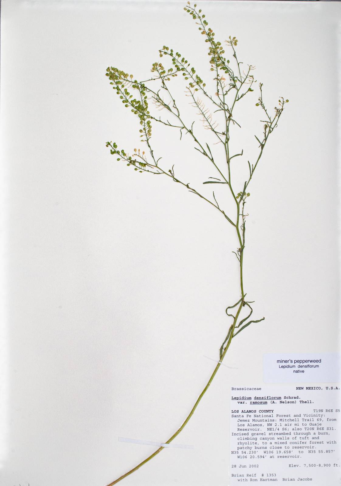 Lepidium densiflorum var. ramosum image