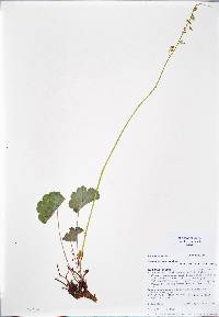 Heuchera parvifolia image