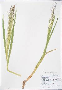 Torreyochloa pallida image