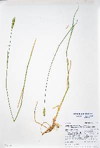 Agropyron cristatum subsp. desertorum image