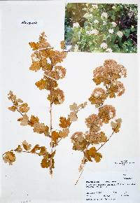 Physocarpus monogynus image