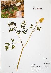 Actaea rubra image