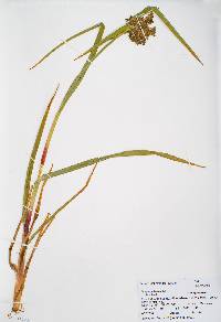 Scirpus microcarpus image