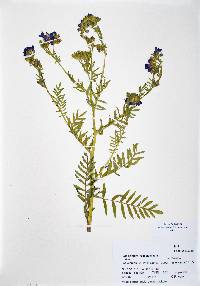 Polemonium foliosissimum image