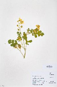 Solanum rostratum image