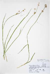 Juncus ensifolius var. montanus image