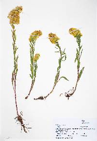 Solidago nana image