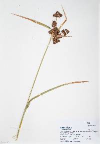 Scirpus pallidus image