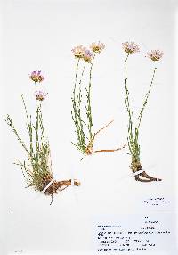 Erigeron pulcherrimus image