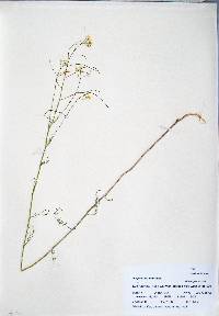 Sisymbrium altissimum image