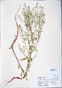 Lepidium densiflorum image