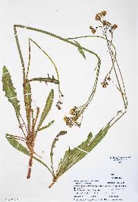 Crepis runcinata image