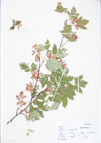 Acer glabrum image