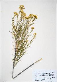 Ericameria nauseosa var. oreophila image