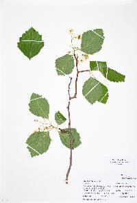 Crataegus erythropoda image