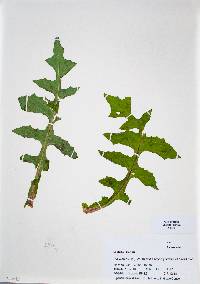 Lactuca biennis image