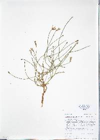 Lygodesmia juncea image