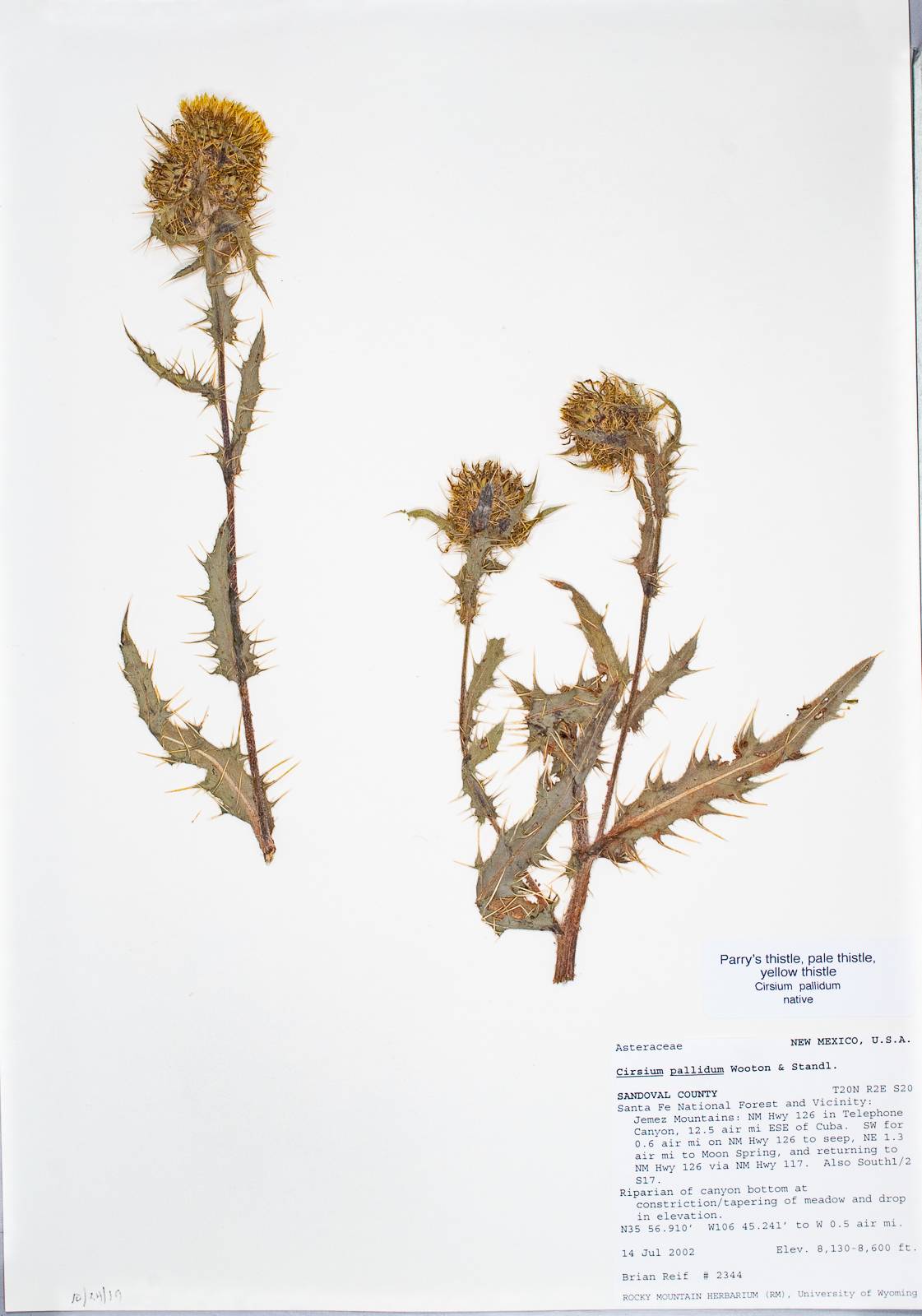 Cirsium pallidum image